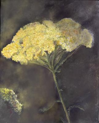 Yarrow