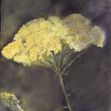 Yarrow